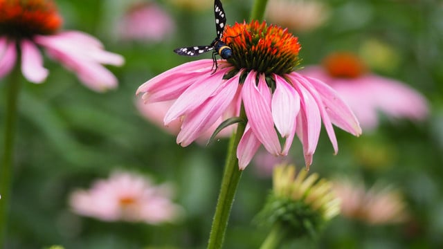 spaetblueher-purpursonnenhut-cc0--pixabay--ineshirschi-250917 Spätblüher Purpursonnenhut