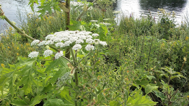 You can find giant hogweed in damp areas.