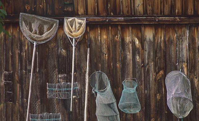 mueckenlarven-kannst-du-mit-keschern-herausfischen-cc0-pixabay-anaterate-240423_download Mückenlarven kannst du mit Keschern herausfischen.