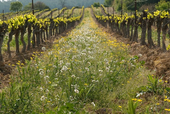 auf-essig-gegen-unkraut-im-garten-solltest-du-bess-cc0-pixabay-jackmac34-230711_download Auf Essig gegen Unkraut im Garten solltest du besser verzichten.