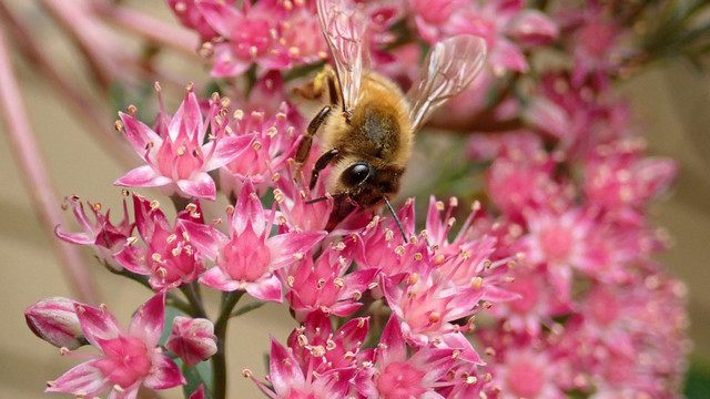 fetthenne-6-gruende-pb 6 Gründe, warum die Fetthenne in keinem Garten fehlen darf