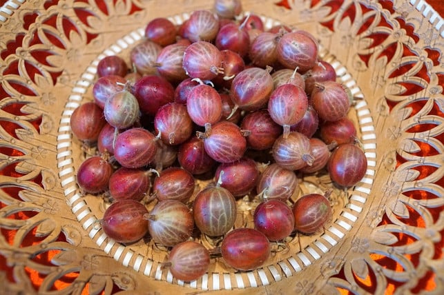 um-stachelbeeren-haltbar-zu-machen-kannst-du-sie-cc0-pixabay-photosforyou-240606_download Um Stachelbeeren haltbar zu machen, kannst du sie einkochen.