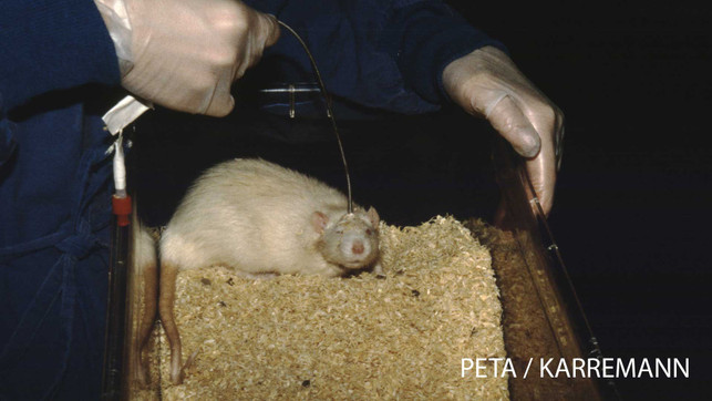 Tierversuche-Nager-004-c-Karremann-1920x1080-PETA-D-web Tierversuche Nager Alternativen PETA Deutschland e.V.