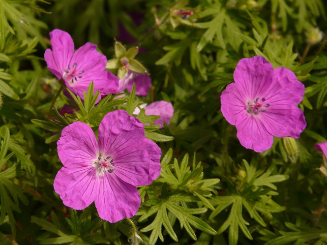 der-blutrote-storchschnabel-ist-eine-sehr-pflegele-cc0-pixabay-hans-200206_download Der blutrote Storchschnabel ist eine sehr pflegeleichte Polsterstaude, die sogar Unkraut verdrängt.