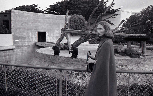 Schimpansenforscherin Jane Goodall verstorben: Sie kämpfte unermüdlich für Arten- und Umweltschutz Schimpansenforscherin Jane Goodall verstorben: Sie kämpfte unermüdlich für Arten- und Umweltschutz