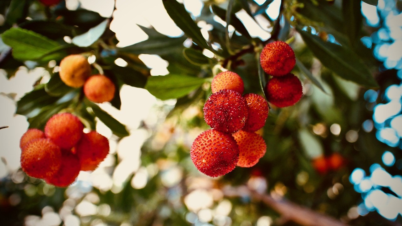 Erdbeerbaum pflanzen, pflegen und ernten: So geht's - Utopia.de
