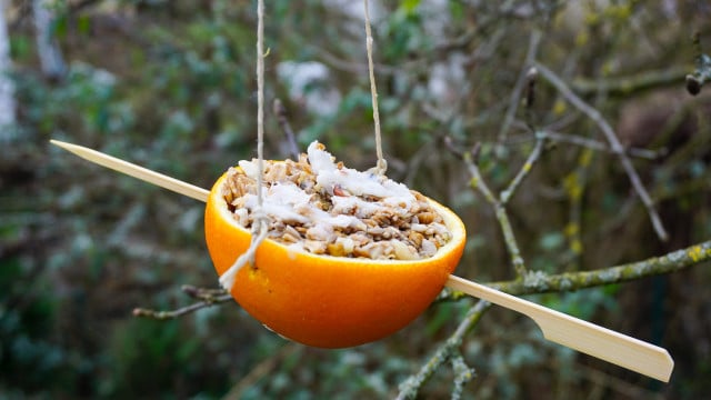 vogelfutter-in-orangenschalen-laura-hintereder-utopia-241223 vogelfutter in orangenschalen