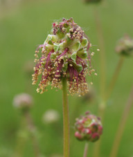 die-bluete-des-kleinen-wiesenkopfs-cc0-pixabay-wildkraeuterreich-191101_download Die Blüte des kleinen Wiesenkopfs.