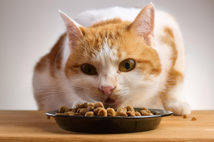 Katzen fttern: So ernhrst du deine Katze nachhaltig und gesund - Utopia.de