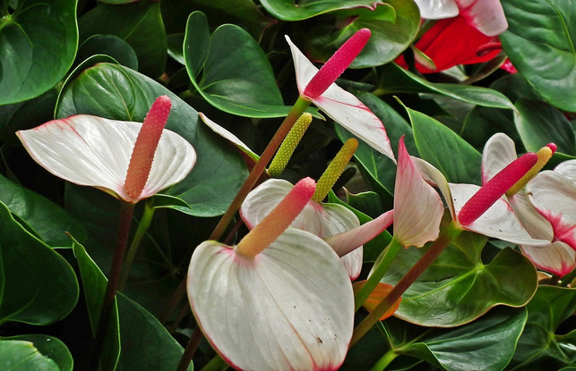 der-stiel-in-der-mitte-ist-die-eigentliche-bluete-d-cc0-pixabay-mrgajowy3-210306_download Der Stiel in der Mitte ist die eigentliche Blüte der Flamingoblume.