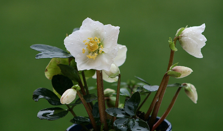 Christrose: Mit der richtigen Pflege blht sie den ganzen Winter ber -  Utopia.de
