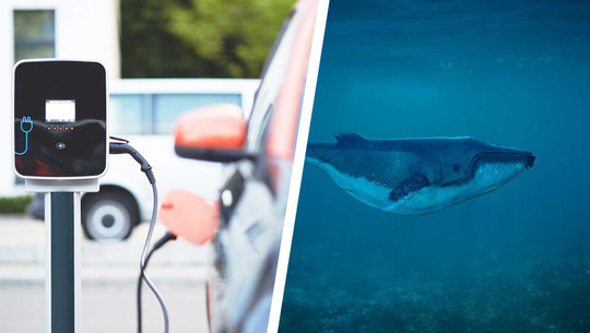 elektroauto-wal-pb-pete-linforth-andreas160578-1920x1209-240522 Artenschutz und Klimaschutz kommen sich oft in die Quere