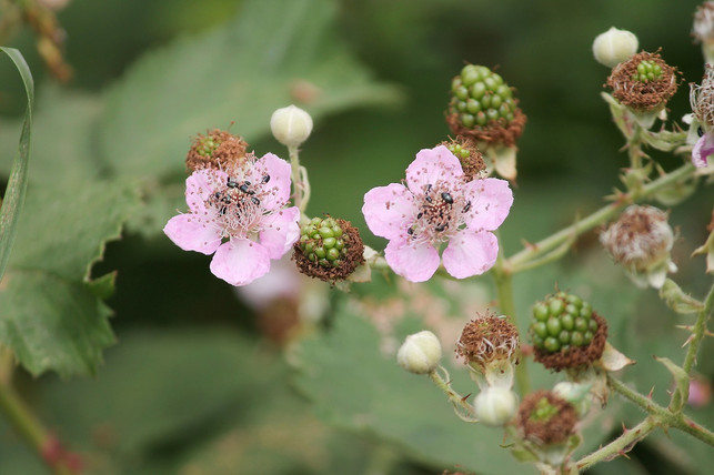 der-einsatz-eines-spaliers-erleichtert-die-pflege-cc0-public-domain-pixabay-manfredrichter-180627_download Brombeeren schneiden: Der Einsatz eines Spaliers erleichtert die Pflege und Ernte deines Brombeerstrauchs.