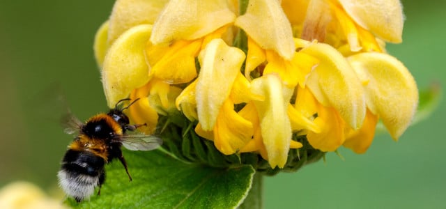 Hummel-Challenge