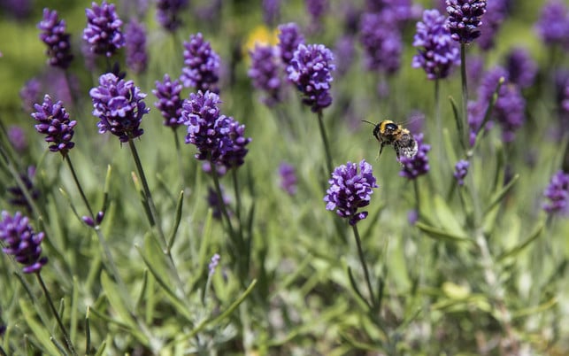 lavendel-im-test-pb Ein aktueller Test von ÖKO-TEST hat 16 Lavendel-Pflanzen unter die Lupe genommen und dabei ein alarmierendes Problem aufgedeckt: Viele Pflanzen sind mit gefährlichen Spritzgiften belastet.