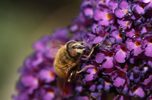 bienen-moegen-fliederblueten-es-lohnt-sich-also-we-cc0-pixabay-1045373-180607_download Bienen mögen Fliederblüten - es lohnt sich also welchen anzupflanzen.