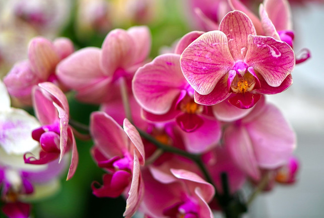orchideen-bluehen-bei-richtiger-pflege-ueppig-und-la-cc0-pixabay-matthiasboeckel-241009_download Orchideen blühen bei richtiger Pflege üppig und langanhaltend.