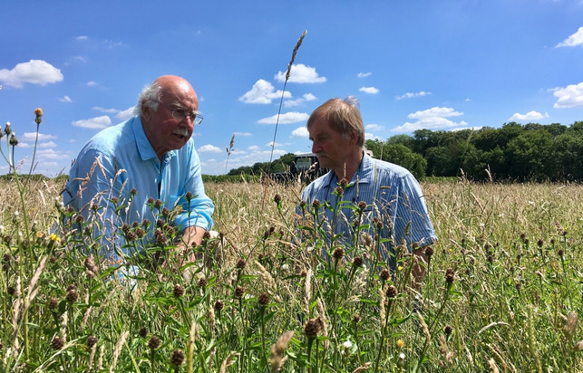 plan b: Das große Brummen Blumenstreifen statt Monokultur gegen das Insektensterben.