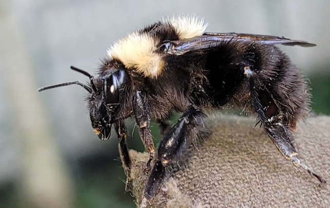 Tierart erstmals in Deutschland entdeckt - durch Foto-Challenge Tierart erstmals in Deutschland entdeckt - durch Foto-Challenge