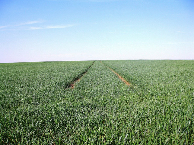 monokulturelle-landwirtschaft-bedroht-tierarten-in-cc0-pixabay-natuerlichgut-220710_download Monokulturelle Landwirtschaft bedroht Tierarten in Deutschland.