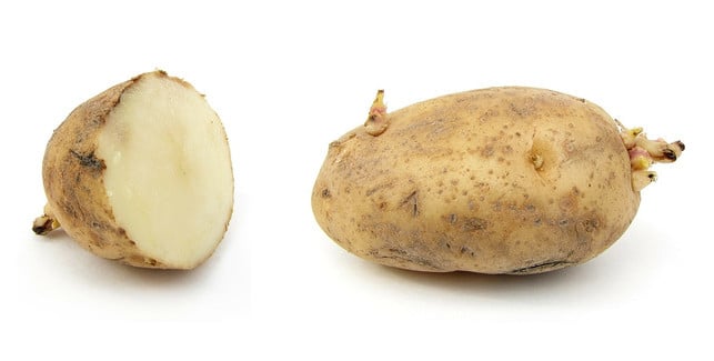 ein-milligramm-solanin-pro-kilogramm-koerpergewicht-cc0-public-domain-pixabay-wikiimages-180719_download Sieht die Knolle noch prall aus, und keimt nur an wenigen Stellen, kannst du die Keimlinge einfach großzügig entfernen und die Kartoffel dann noch essen.