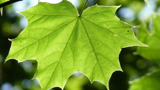 sonnenbrand-bei-pflanzen-cc0-pixabay-sweetaholic-200729 Sonnenbrand bei Pflanzen