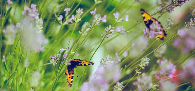 insektensterben insektensterben