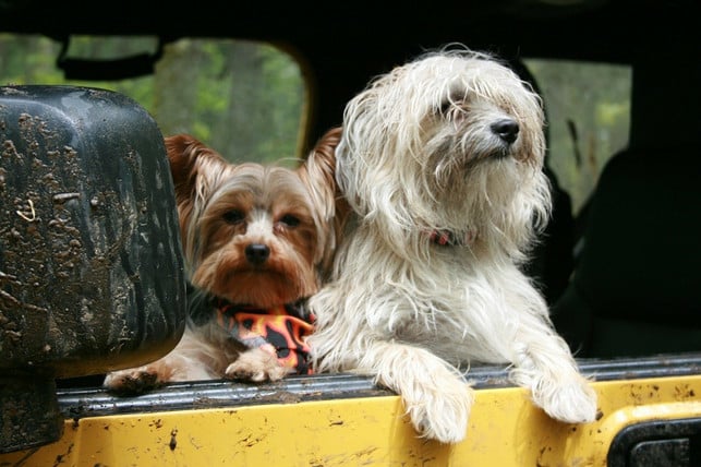hundehaare-im-auto-zu-entfernen-kann-etwas-zeit-i-cc0-pixabay-seadog-210701_download Hundehaare im Auto zu entfernen, kann etwas Zeit in Anspruch nehmen.