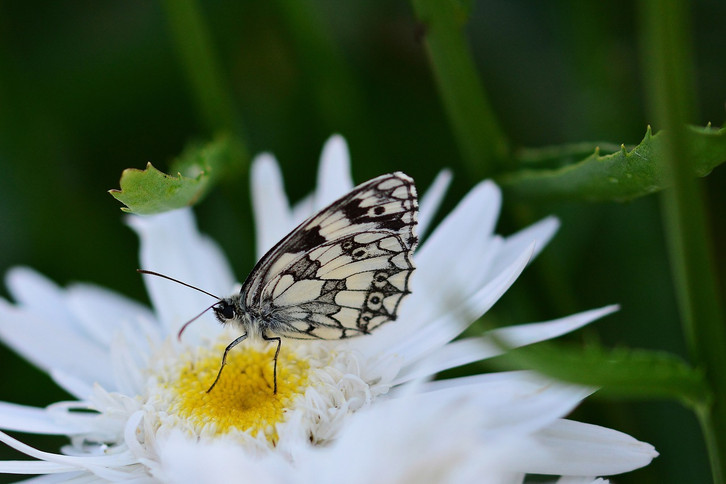 Margeriten im Garten: So pflanzt du sie erfolgreich - Utopia.de