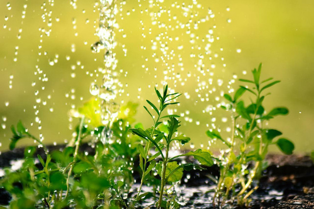 wenn-du-clever-giesst-kannst-du-wasser-sparen-cc0-pixabay-annawaldl-220812_download Wenn du clever gießt, kannst du Wasser sparen.