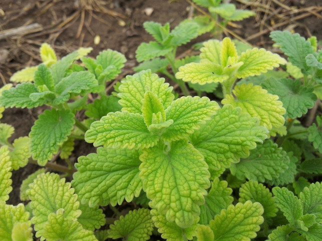 wurzelsperren-sind-ua-fuer-minze-noetig-cc0-pixabay-jing-200222_download Wurzelsperren sind u.a. für Minze nötig