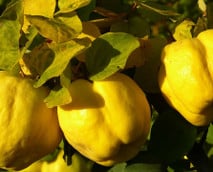 Quittenmus-Rezept: So machst du gesundes Quittenmus selbst