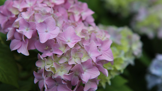 hortensien-cc0--pixabay--etienne-f59-250805 hortensien