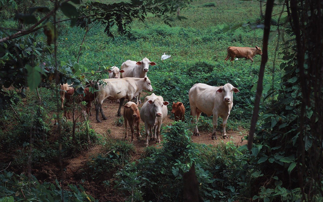 1280_800_Bild_Credit_Liam_Ortiz_Pixabay Einst aßen wir Tiere