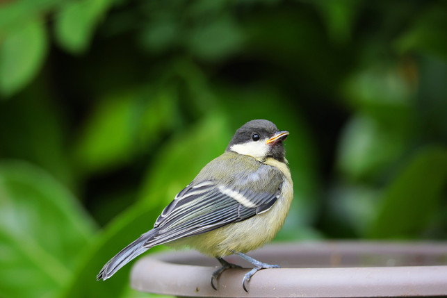 sorge-fuer-einen-vogelfreundlichen-garten-wenn-du-cc0--pixabay--tim_bastian-250606_download Sorge für einen vogelfreundlichen Garten, wenn du die Tiere beobachten möchtest.
