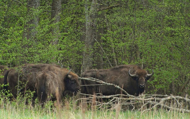 urwaelder-europa-bialowieza-wiki-Frank-Vassen-180130-1280x800 Urwald: Nationalpark Bialowieza, Polen