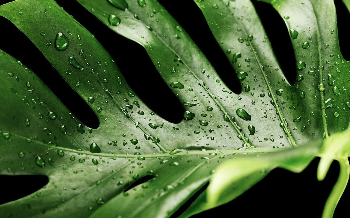 philodendron lux Philodendron Luxurians main image 1