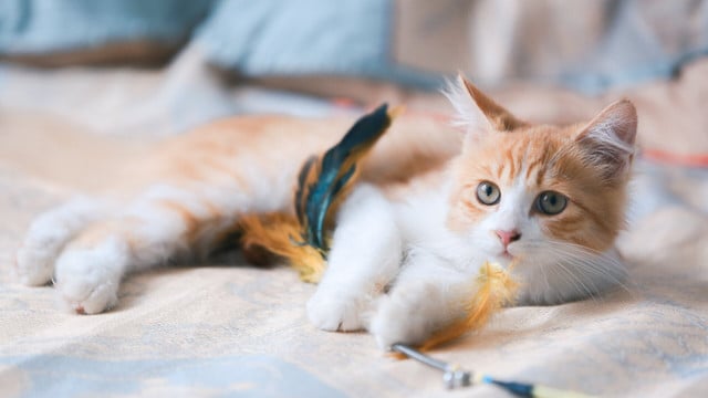 katzenhaltung-cc0--pixabay---250830 Katzenhaltung