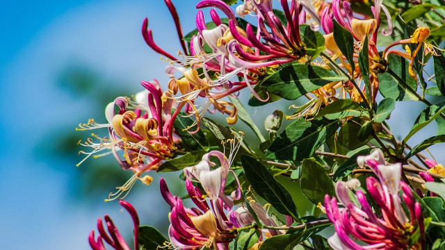 Geißblatt Arten, Pflanzen und Pflegen der Schlingpflanze Utopia.de