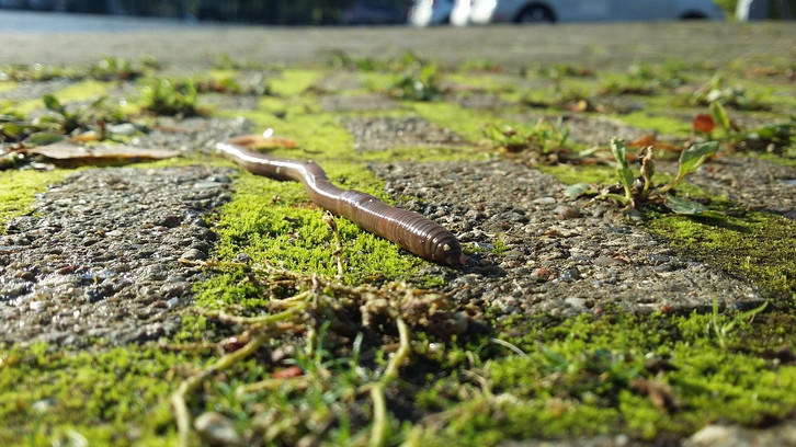 Regenwrmer zchten: So hilfst du dem Boden - Utopia.de