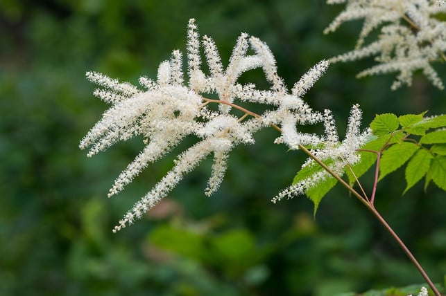 weisse-astilbe-cc0-pixabay-pezibear-190523_download Weiße Astilbe