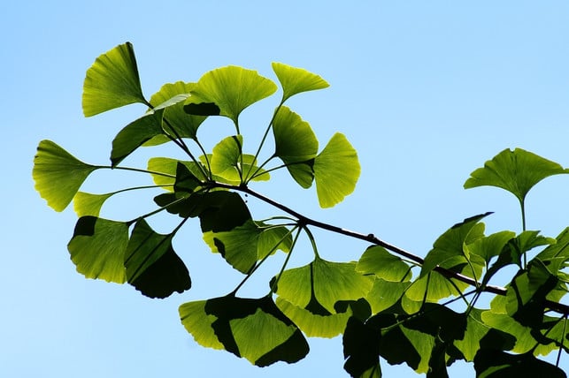 Ginkgo has long been used in traditional Asian medicine.