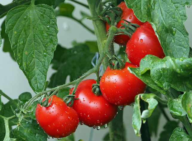 bei-anzeichen-der-duerrfleckenkrankheit-solltest-du-cc0-pixabay-kie-ker-220316_download Bei Anzeichen der Dürrfleckenkrankheit solltest du sofort reagieren, um deine Tomatenernte zu retten.