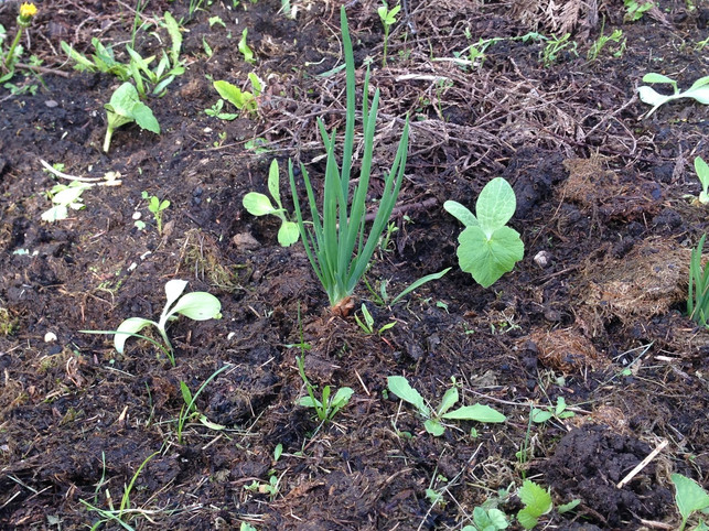 einjaehriger-zwiebelanbau-martina-naumann-utopia-180120_download Einjährige Zwiebeln kannst du auch pflanzen.