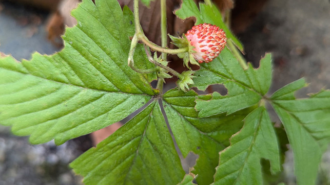 nacktschnecke-frassschaeden-bw Die Schleim- und Frassspuren verraten es: Über Nacht haben sich Schnecken über die Erdbeerpflanzen hergemacht.