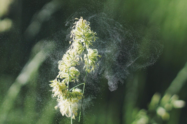 A mugwort allergy is relatively common.