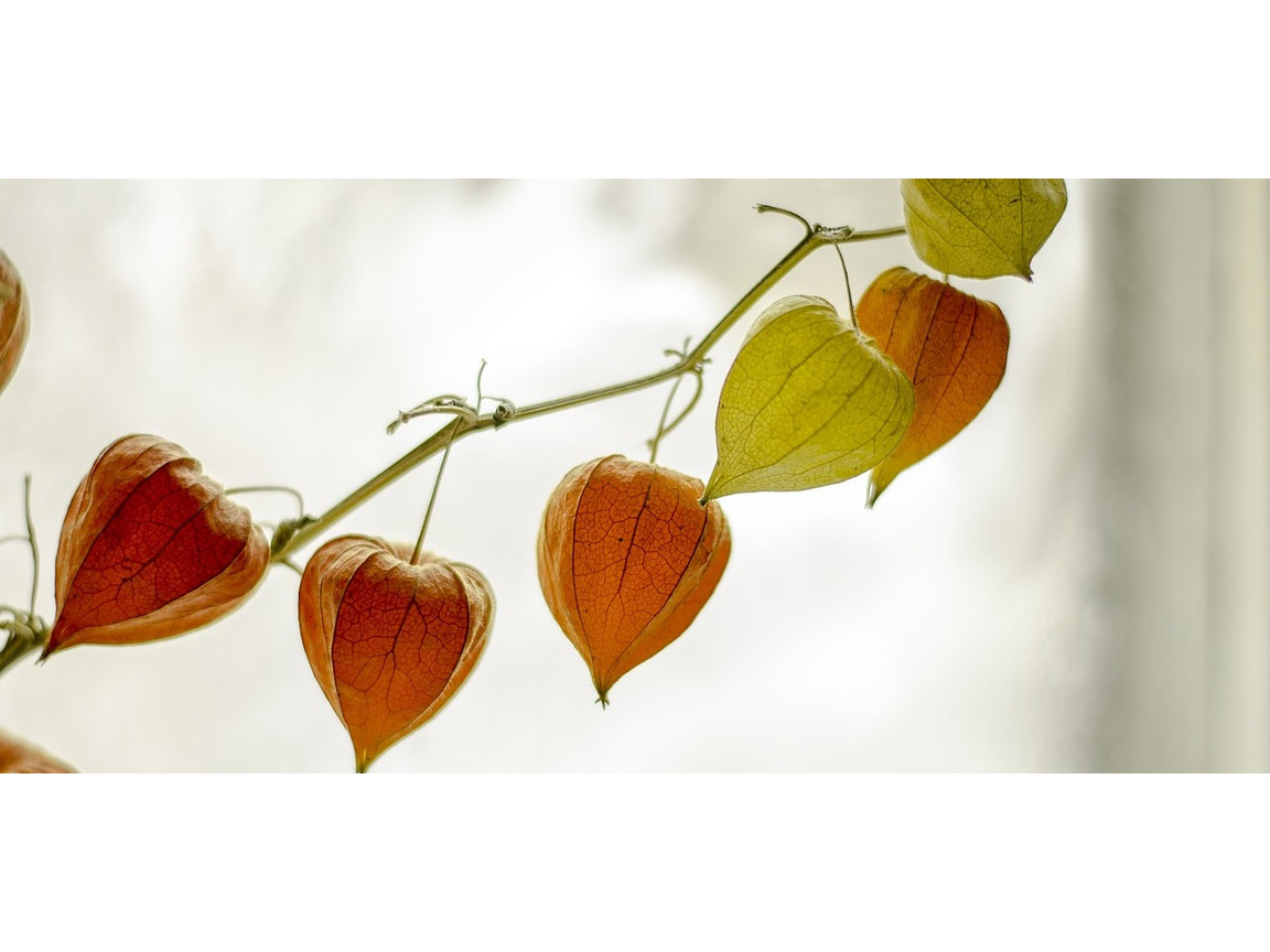 Physalis anpflanzen und pflegen: So wchst die leckere Frucht auch bei dir  - Utopia.de