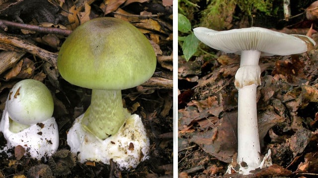 gruener-knollenblaetterpilz1-dgfm Gefährlich: So erkennt man den Grünen Knollenblätterpilz