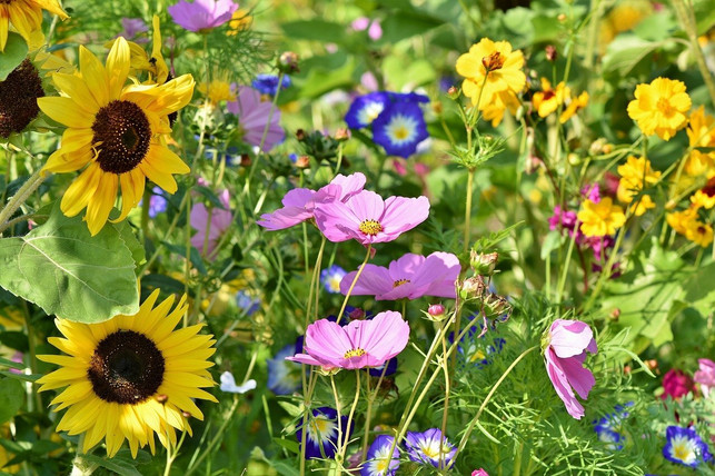 mit-einem-umweltfreundlichen-garten-schuetzt-du-nat-cc0-pixabay-capri23auto-210416_download Mit einem umweltfreundlichen Garten schützt du Natur und Tiere.