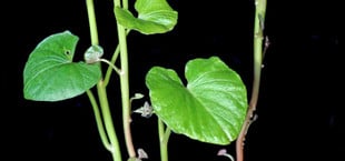 Süßkartoffel Zimmerpflanze